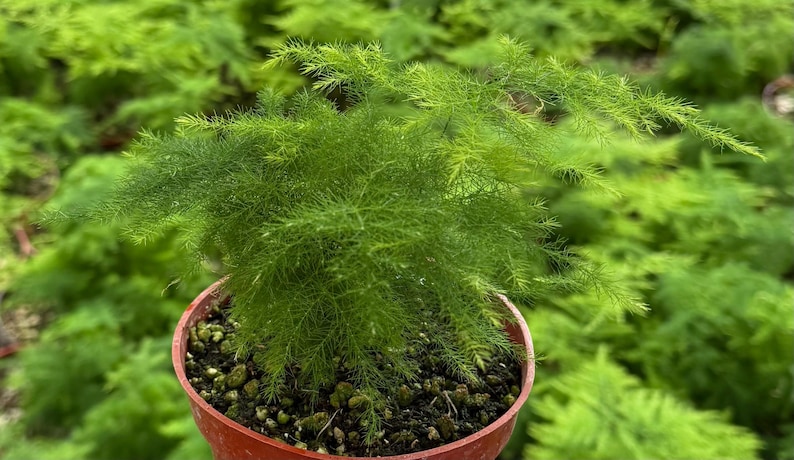 K&ouml;nnte beinhalten: Eine lebendige gr&uuml;ne Spargel-Farnpflanze in einem kleinen, runden Topf in Terrakotta-Farbe. Der Farn hat zarte, nadelf&ouml;rmige Bl&auml;tter und steht vor einem verschwommenen Hintergrund &auml;hnlicher Pflanzen. Der Topf ist mit Erde und kleinen Kieselsteinen gef&uuml;llt.