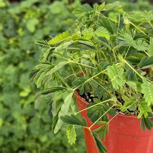 Sensitive Plant | Mimosa Pudica | Rare Plant | Tropical Plant | Live Plant in 4", 6" pot image 3