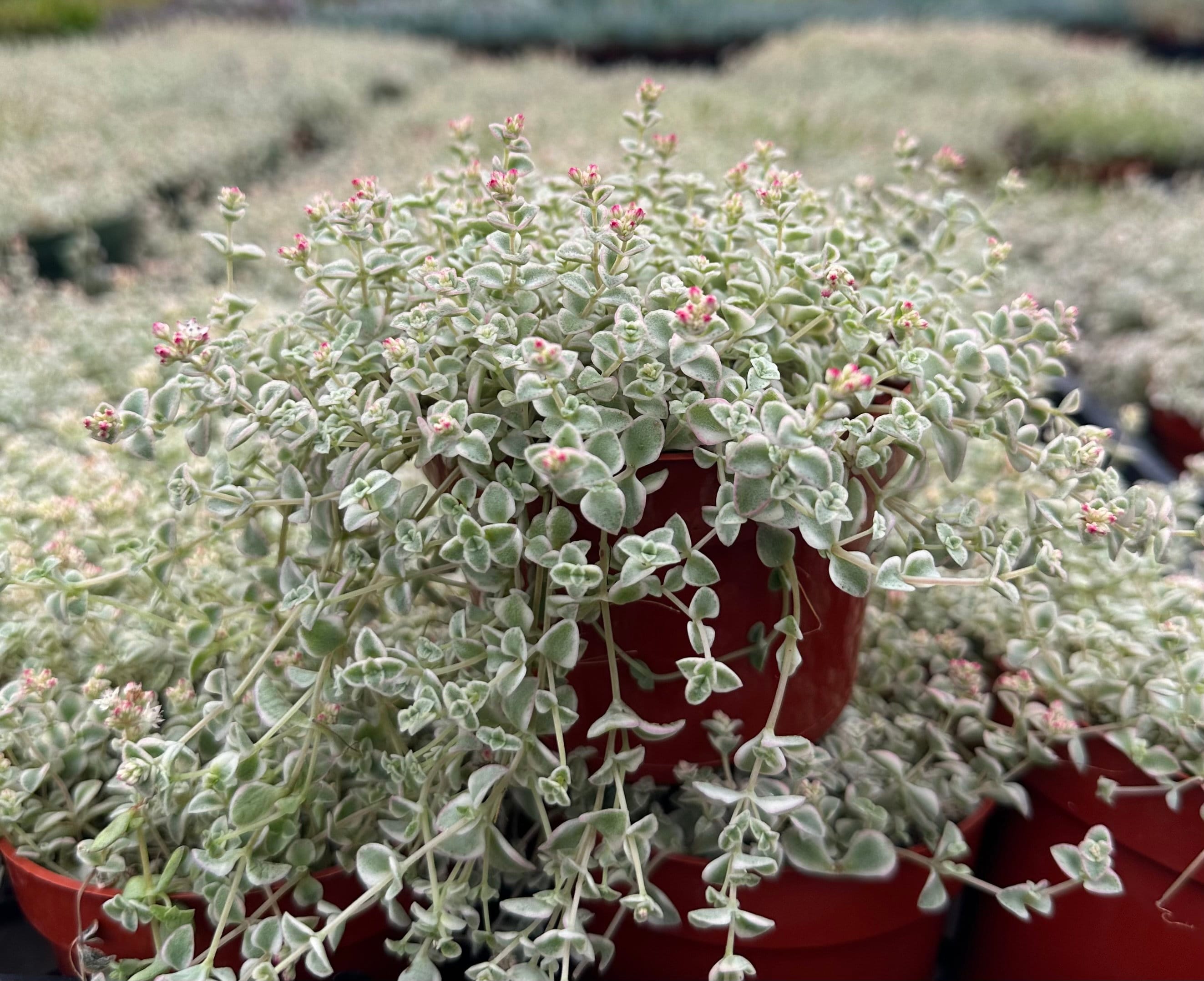 Sedum Little Missy 4