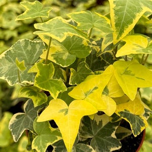 Gold Child Ivy in 4&quot; pot