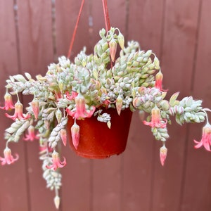 May include: A hanging planter with a succulent plant with pink flowers. The plant is in a terracotta pot and is hanging from a brown string.