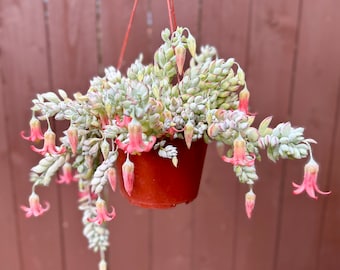 Cliff Cotyledon Pendens | Hanging Plant | Trailing Succulent | Pink Plant