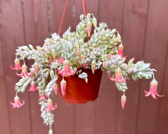 Cliff Cotyledon Pendens | Hanging Plant | Trailing Succulent | Pink Plant