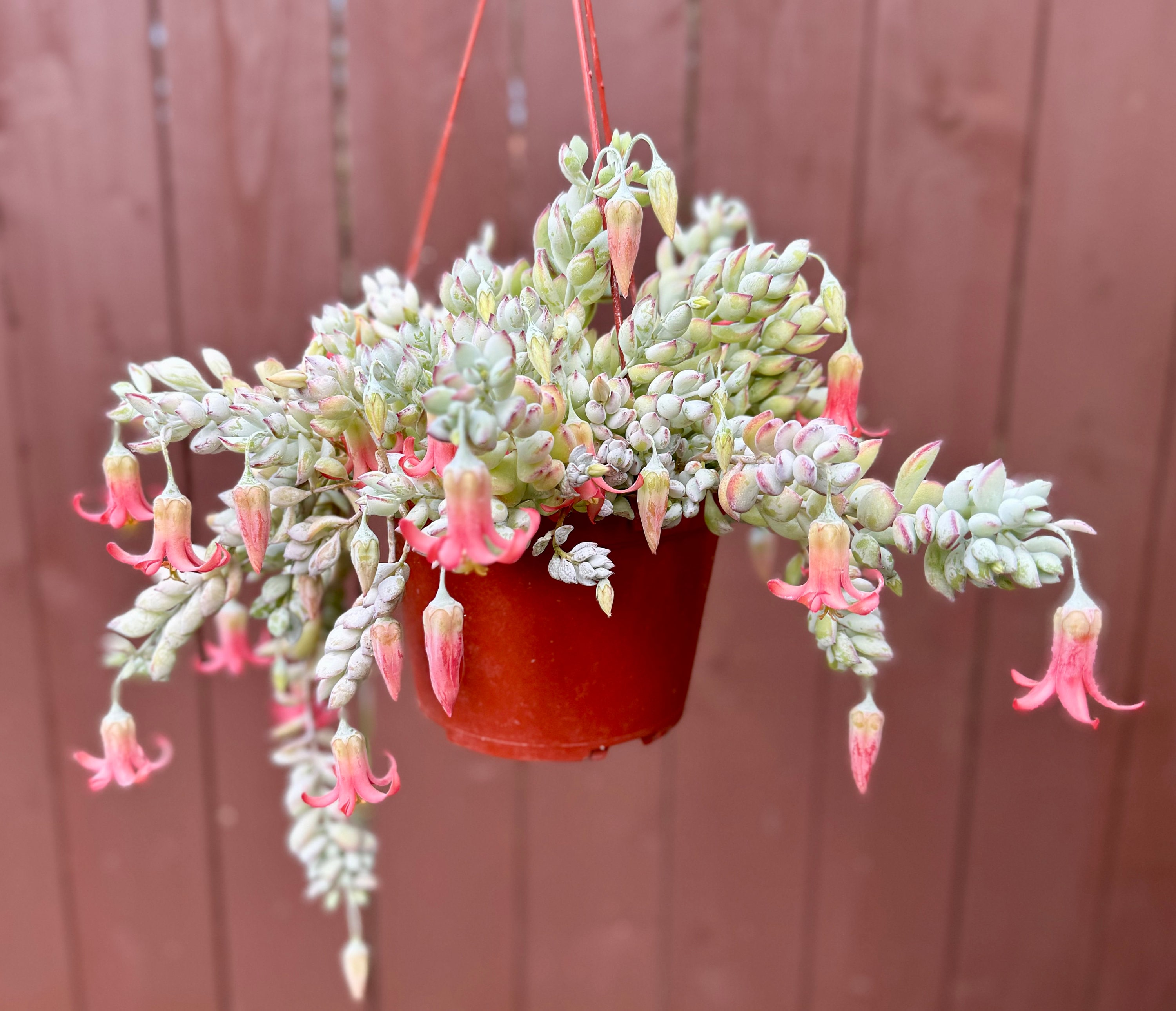 Trailing Succulents Plants - Etsy