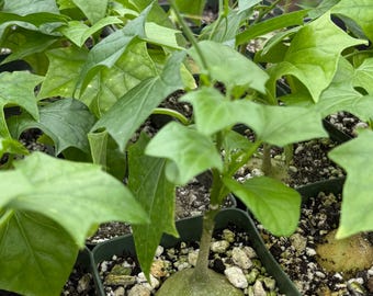 The Bigfoot | Gerrardanthus Macrorhizus | Caudex Plant in 4