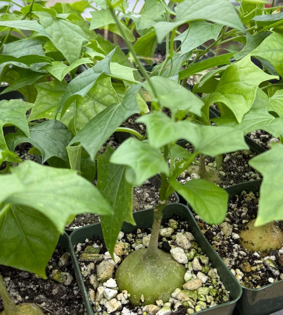 The Bigfoot | Gerrardanthus Macrorhizus | Caudex Plant in 4