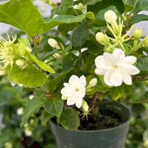 May include: A potted jasmine plant with vibrant green leaves and clusters of white flowers and buds. The flowers have a star-like shape, and the plant is in a dark green pot. The image is a close-up, highlighting the plant's details.