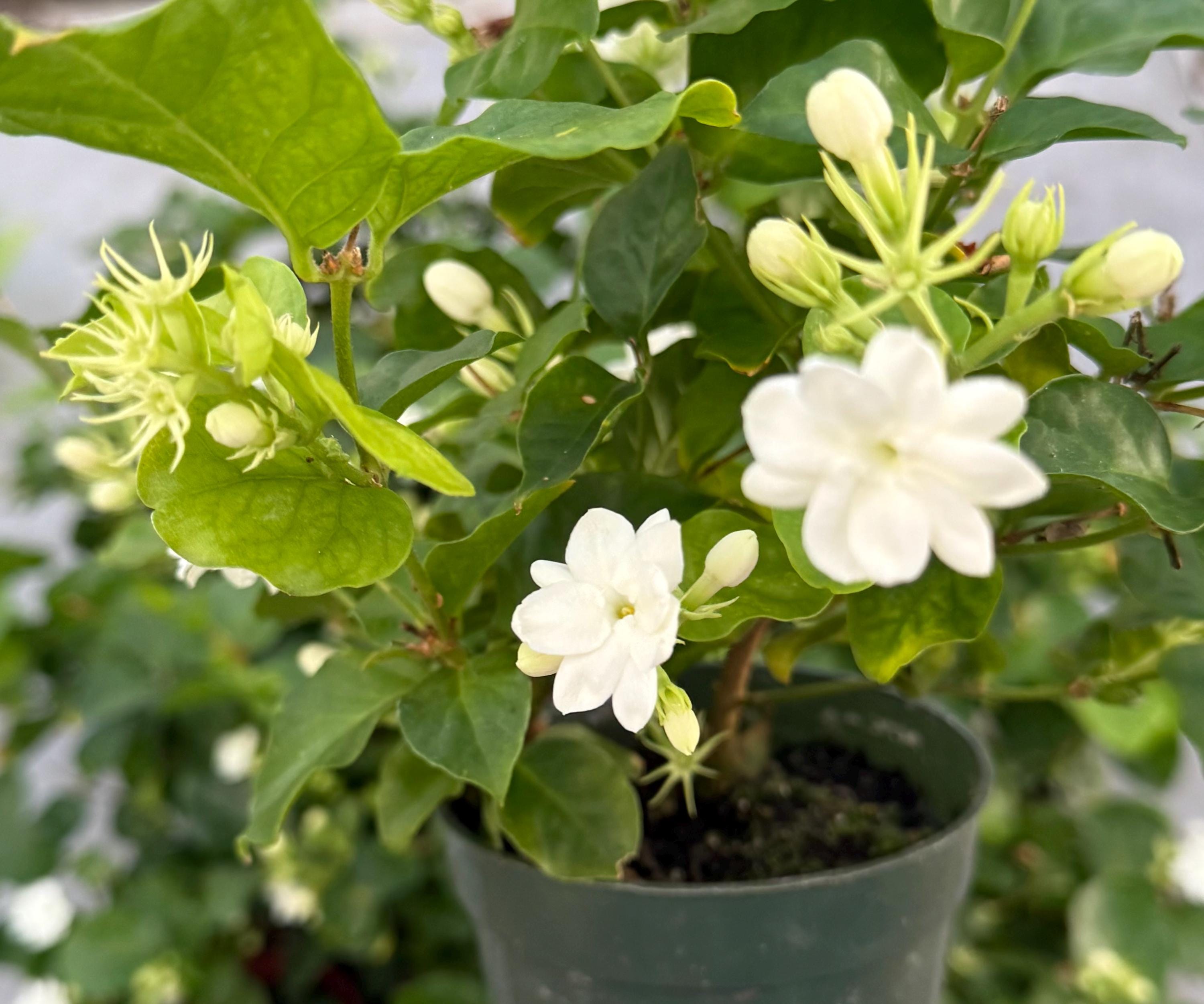 Jasmine Maid of Orleans | Fragrant Flowers | Live Houseplant in 4