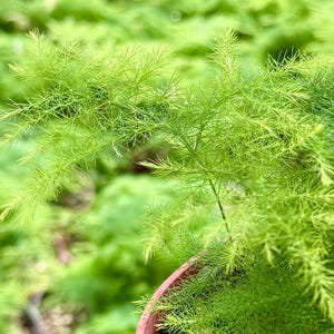 K&ouml;nnte beinhalten: Nahaufnahme einer leuchtend gr&uuml;nen, farnartigen Pflanze mit feinen, nadelf&ouml;rmigen Bl&auml;ttern. Die Pflanze befindet sich in einem Terrakotta-Topf, mit einem unscharfen Hintergrund aus &auml;hnlichem Laub. Das Bild hebt die Textur und die leuchtende Farbe der Pflanze hervor.