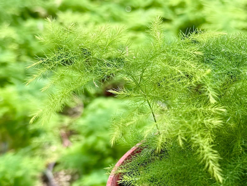 K&ouml;nnte beinhalten: Nahaufnahme einer leuchtend gr&uuml;nen, farnartigen Pflanze mit feinen, nadelf&ouml;rmigen Bl&auml;ttern. Die Pflanze befindet sich in einem Terrakotta-Topf, mit einem unscharfen Hintergrund aus &auml;hnlichem Laub. Das Bild hebt die Textur und die leuchtende Farbe der Pflanze hervor.