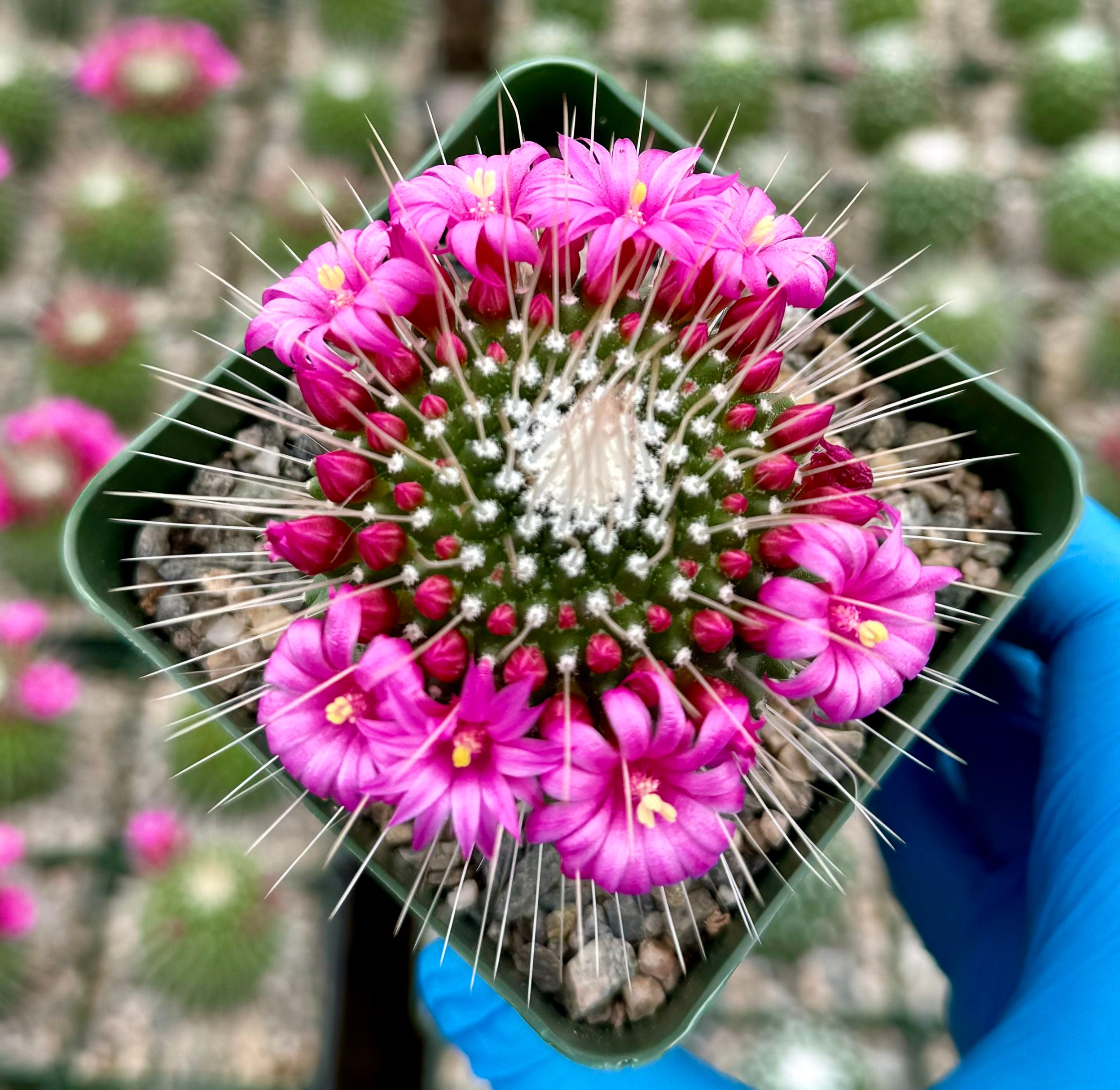 Un Pico | Mammillaria Spinosissima | Blooming Cactus in 4" Pot - Etsy