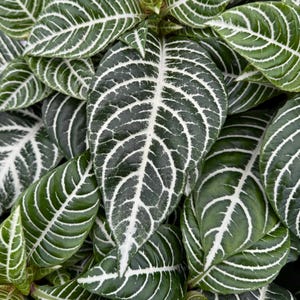 Spider Plant Zebra - Etsy
