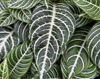 Zebra Plant | Aphelandra Squarrosa | Indoor Plant in 4" pot