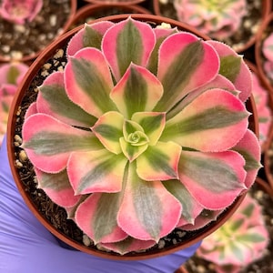 Pink Witch Aeonium | Rare Succulent | Pink Live Plant in 4&quot; pot