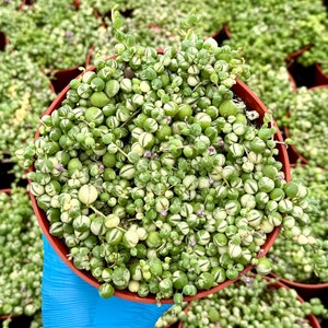 Variegated String of Pearls | Senecio Rowleyanus | Trailing Succulent in 2", 4", 6" pot afbeelding 2