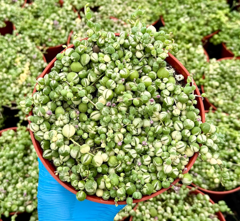 Variegated String of Pearls | Senecio Rowleyanus | Trailing Succulent in 2", 4", 6" pot afbeelding 2
