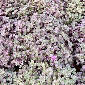 May include: A close-up of a patch of green and purple foliage. The leaves are small and have a delicate, almost silvery texture.