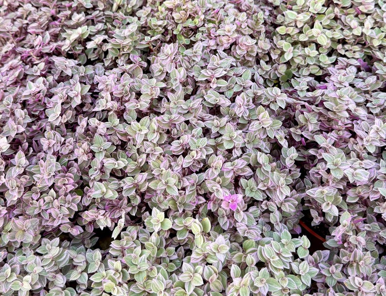 May include: A close-up of a patch of green and purple foliage. The leaves are small and have a delicate, almost silvery texture.
