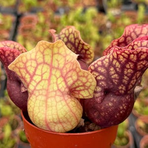 May include: A Sarracenia pitcher plant in a small orange plastic pot. The plant features multiple bulbous, hollow leaves with a distinct color gradient, transitioning from deep burgundy at the base to a pale yellow with prominent red veining.