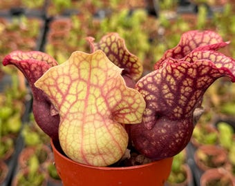 Purple Pitcher Plant in 3" pot