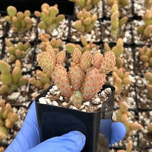Mini Cinnamon Cactus 2&quot; | Opuntia Rufida Minima | Red Cactus