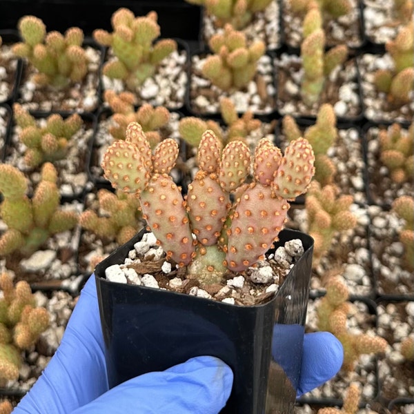 Mini Cinnamon Cactus 2" | Opuntia Rufida Minima | Red Cactus