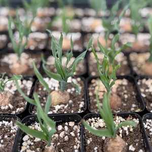 Albuca Concordiana in 2.5 &quot; pot | Curly Grass | Rare Succulent | Live Rooted Plant