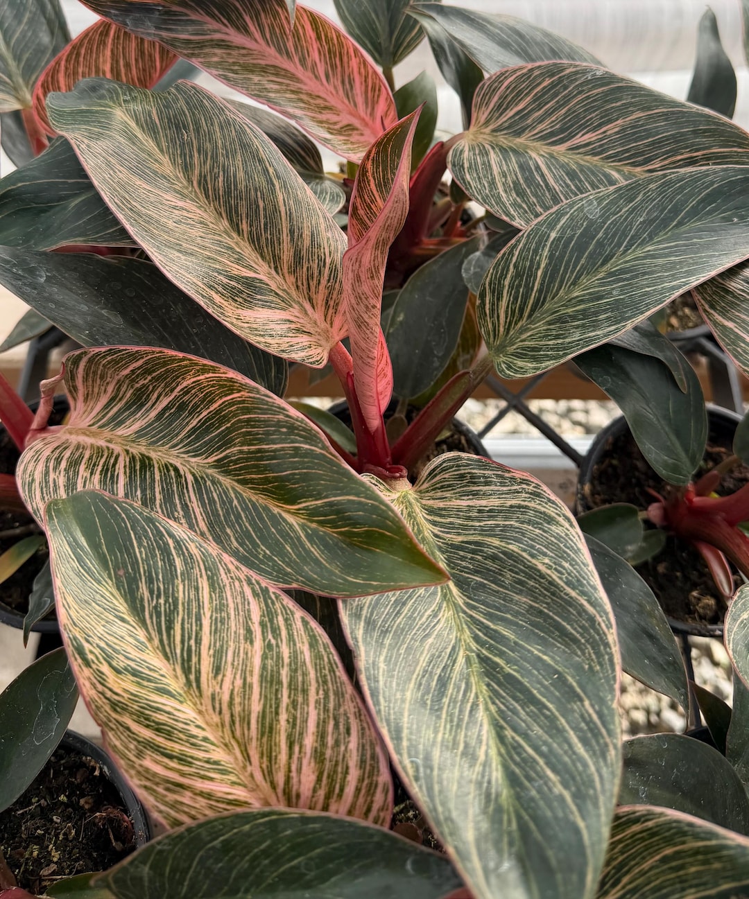 Philodendron Pink Bikini | Philodendron White Bikini | Variegated