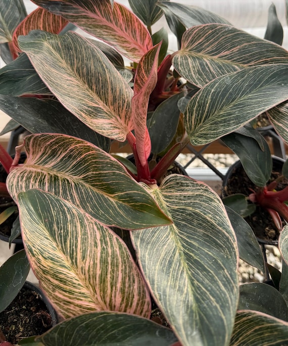 Philodendron Pink Bikini | Philodendron White Bikini | Variegated