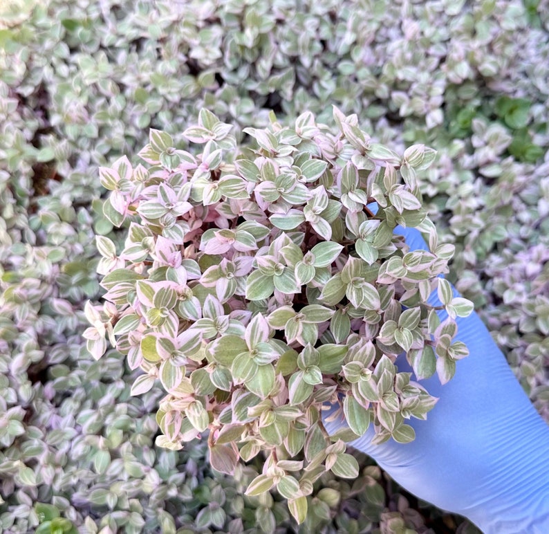 May include: A close-up of a small plant with green and white leaves. The plant is being held in a gloved hand.