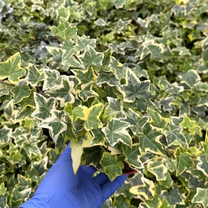 May include: A close-up of a potted variegated ivy plant with green and white leaves. The plant is being held by a gloved hand.