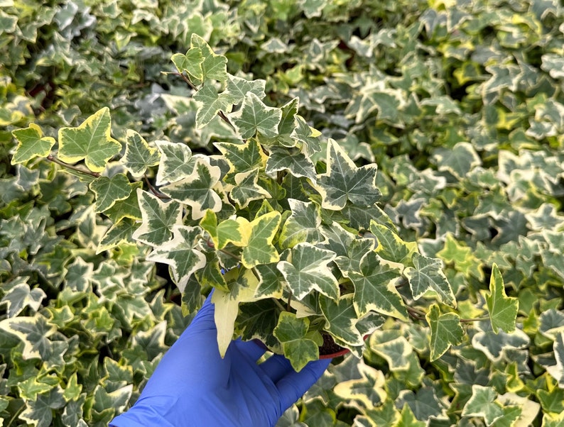 May include: A close-up of a potted variegated ivy plant with green and white leaves. The plant is being held by a gloved hand.