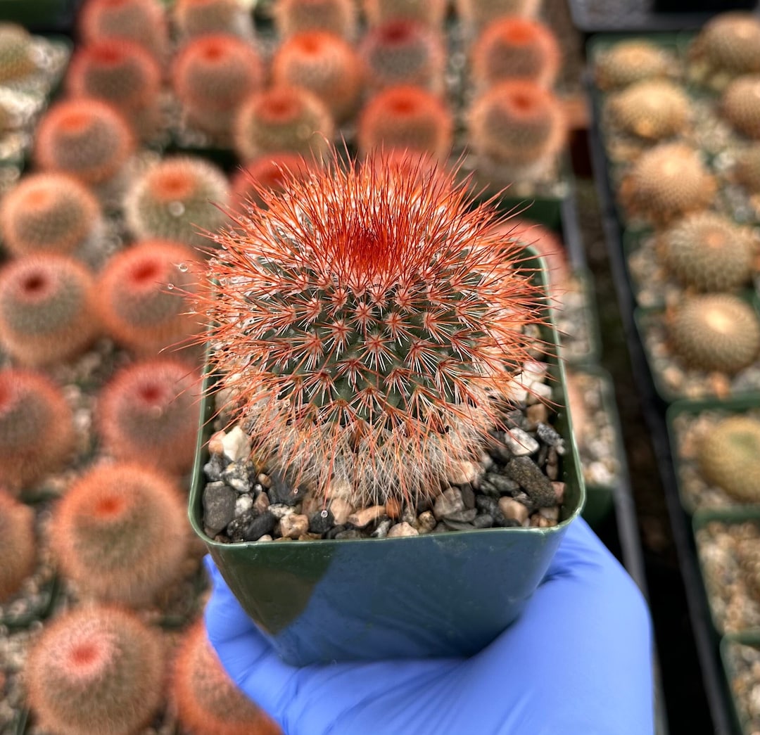 Mammillaria Spinosissima | Red Head Irishman | Cactus 4" Pot - Etsy Denmark