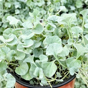 May include: Close-up of a potted plant with rounded, silvery-green leaves. The plant has a trailing habit and is in a brown pot. The background is filled with similar plants, creating a lush, textured appearance.
