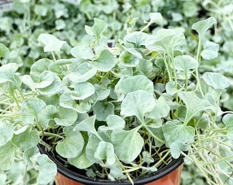 Silver Falls | Dichondra Argentea | Live Houseplant in 4" pot
