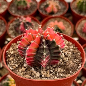 Variegated Gymnocalycium Cactus in 4&quot; pot | Variegated Cactus | Rooted Plant