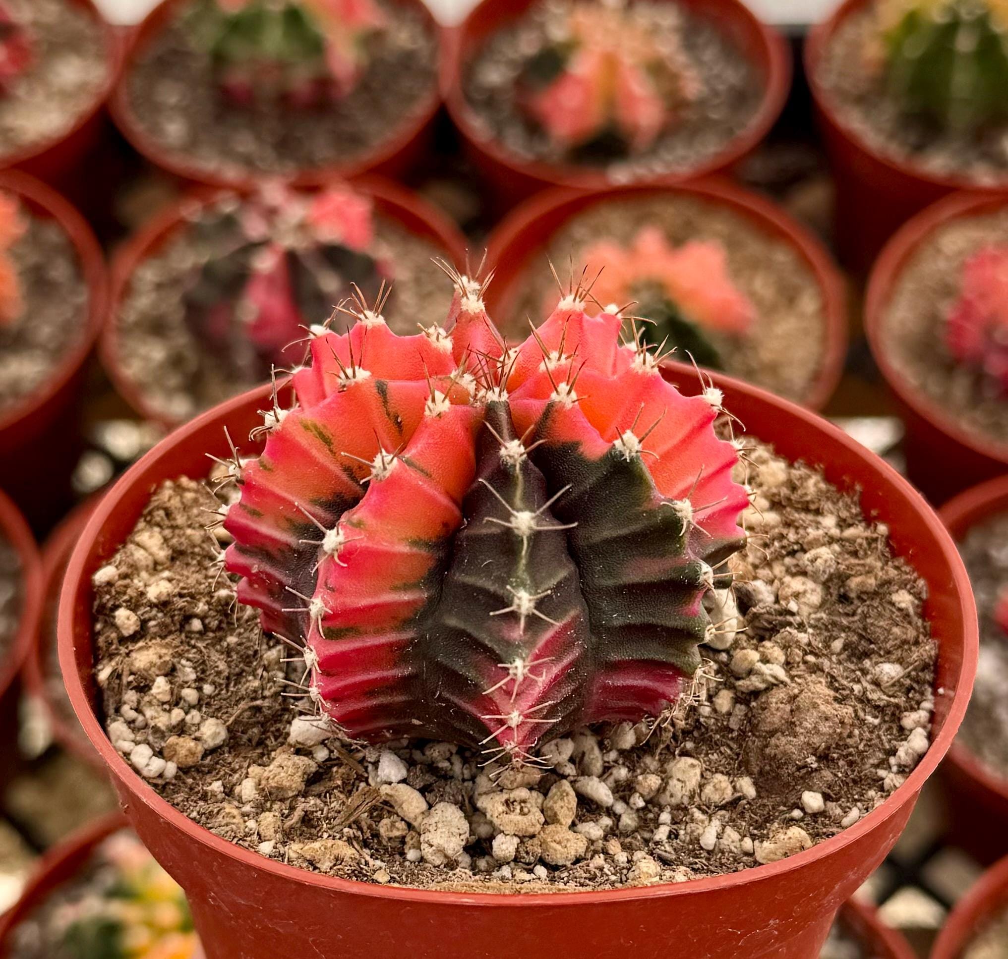 Variegated Gymnocalycium Cactus in 4