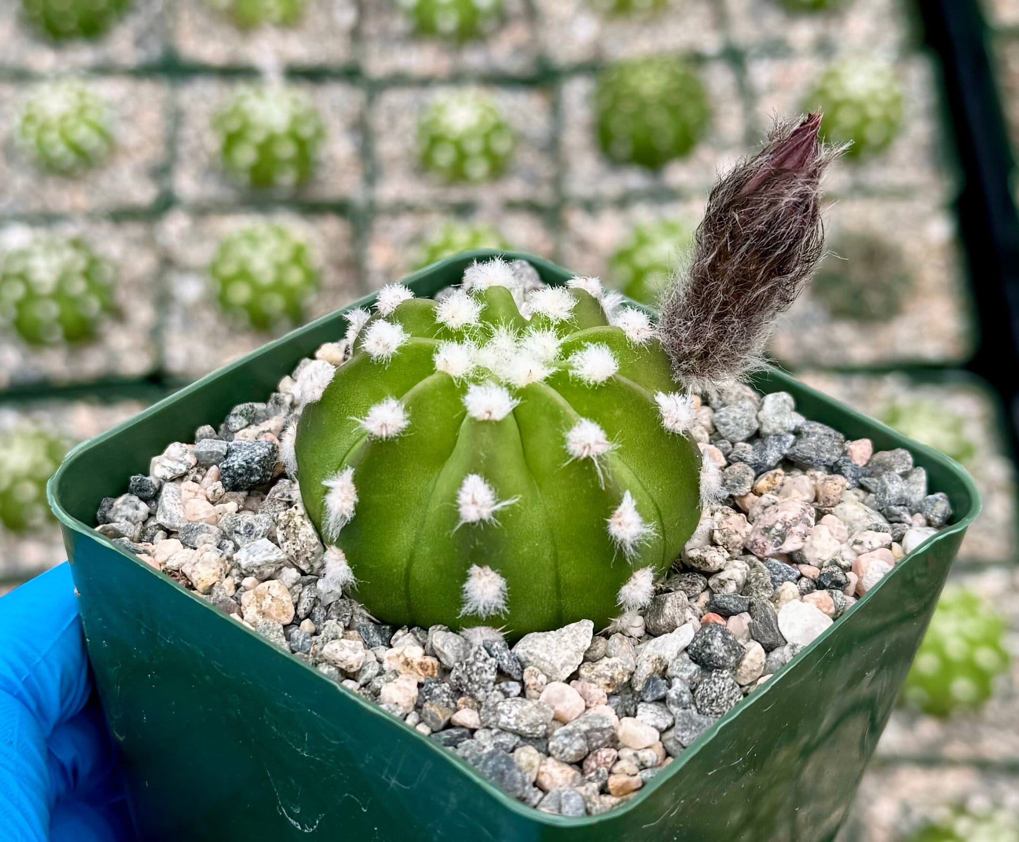 Fuzzy Navel | Easter Lily Cactus | Domino Cactus | Echinopsis