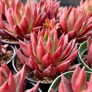 May include: A close-up of a group of red succulent plants in small pots. The plants have fleshy, pointed leaves and are arranged in a cluster.