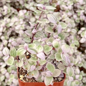 May include: A small potted plant with green and purple leaves. The plant is in a terracotta pot.
