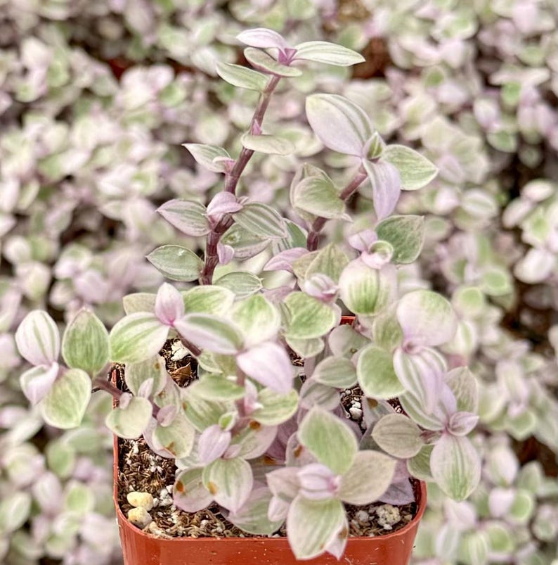 May include: A small potted plant with green and purple leaves. The plant is in a terracotta pot.