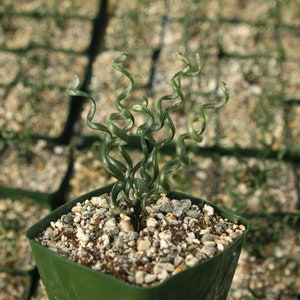 Albuca Bruce-Bayeri | Corkscrew Albuca | Rare Succulent | Live Plant in 4" pot
