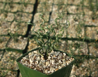 Albuca Bruce-Bayeri | Corkscrew Albuca | Rare Succulent | Live Plant in 4" pot