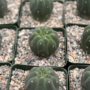 May include: Close-up of multiple small green cactus plants with white dots, potted in small black pots filled with gray gravel.