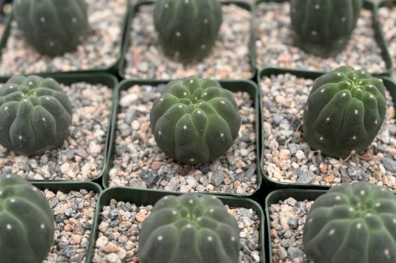 cactus joint EC006: Echinocereus viridiflorus v. Weedinii COLD HARDY CACTUS –  COLDHARDYCACTUS