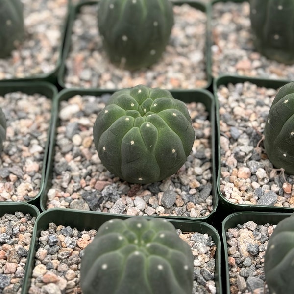 Matucana Madisoniorum Albiflora | Rare Cactus | Live Plant in 3" pot