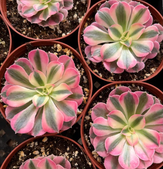Aeonium 'Pink Witch' - 4"