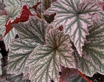 Begonia Pink Minx | Pink Houseplant in 4" pot
