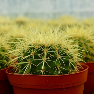 Golden Barrel Cactus | Echinocactus Grusonii | Outdoor Plant in 6&quot;, 8&quot; pot