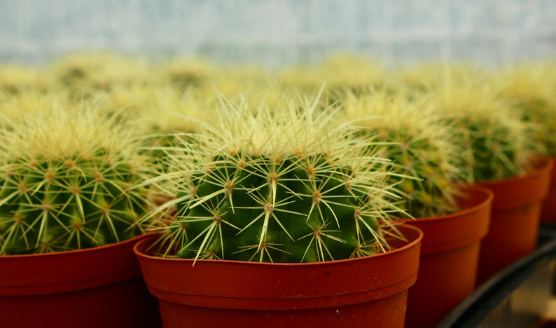 BloomingVale Golden Barrel Cactus - Thumbnail 3